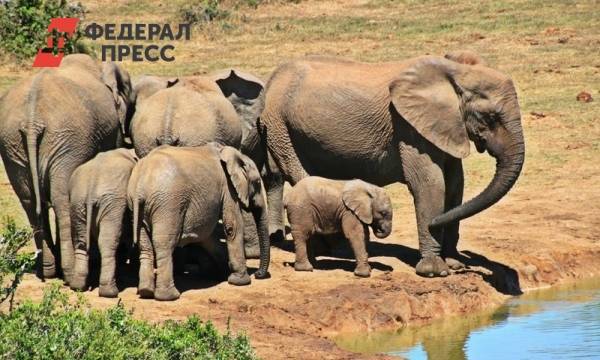 В Якутске двух слонов выгуляли на улице | Республика Саха (Якутия) | ФедералПресс