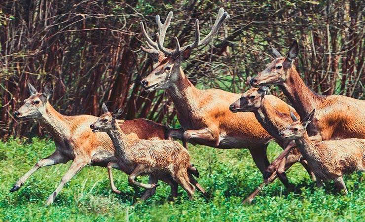 Десятки благородных оленей выпустили в леса Октябрьского района, на очереди – Светлогорский