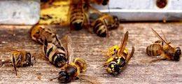 Россельхознадзор обвинил Минэкономразвития в массовой гибели пчел