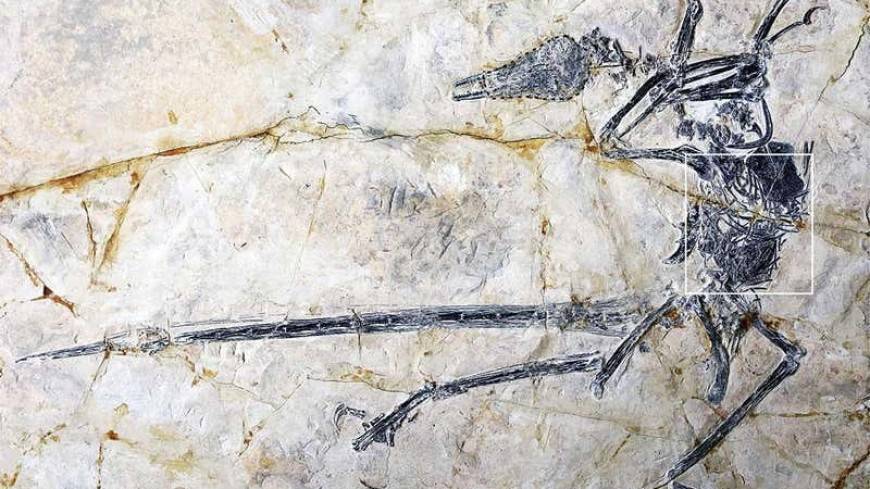 Неизвестную науке ящерицу обнаружили в желудке динозавра