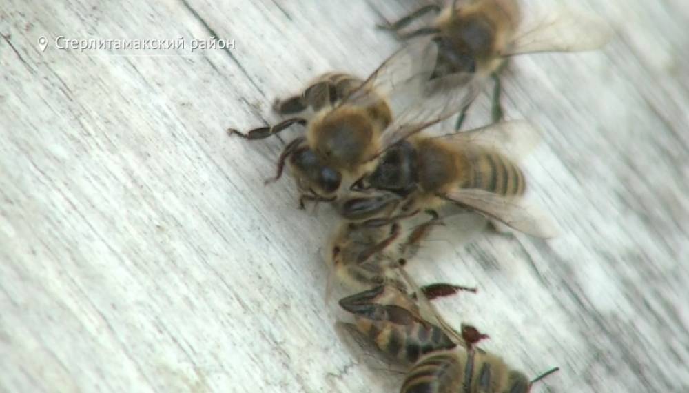В Башкирии фермеры будут помогать пчеловодам вывозить ульи при обработке полей