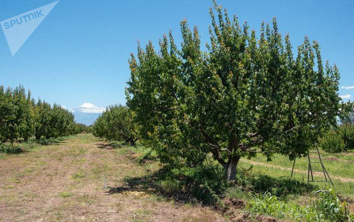 В Армении хотят ввести наказание за заброшенные сельхозземли