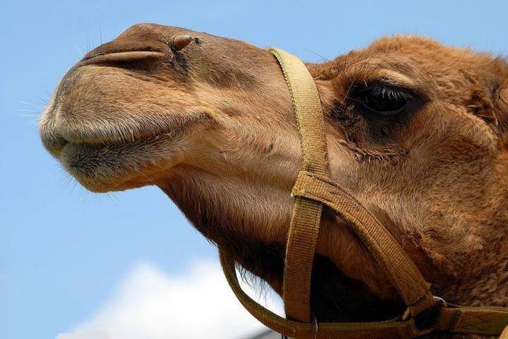 Московский зоопарк приобрел двугорбого верблюда для разведения