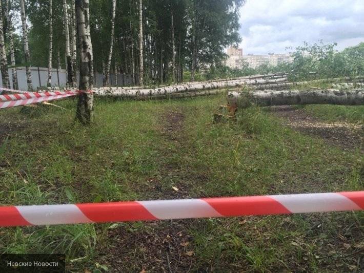 Беглов наказал троих вице-губренаторов из-за вырубки вязов в Муринском парке