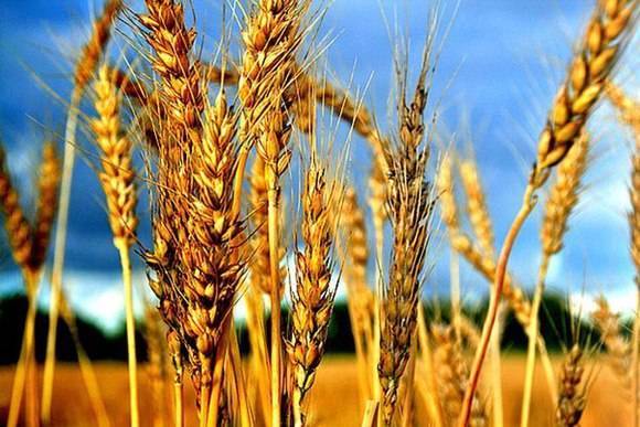 Россия остается мировым лидером по экспорту пшеницы...