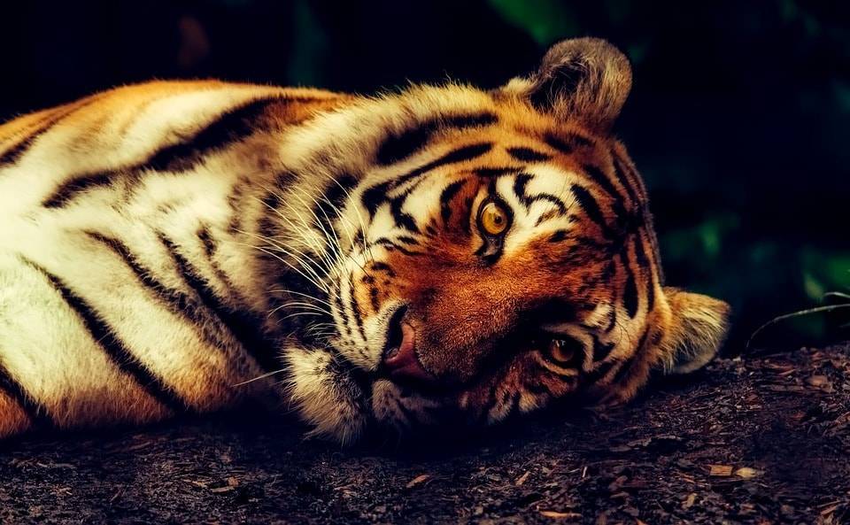 Тигрицу усыпят в Алматинском зоопарке