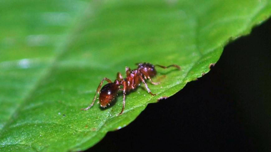 Итальянские ученые призвали людей активнее есть кузнечиков и муравьев