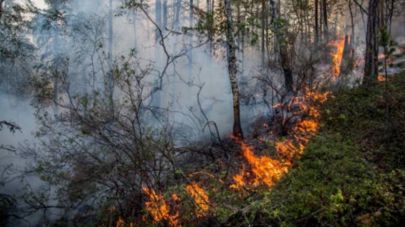 Поджог стал причиной лесного пожара, угрожавшего детскому лагерю в Бурятии