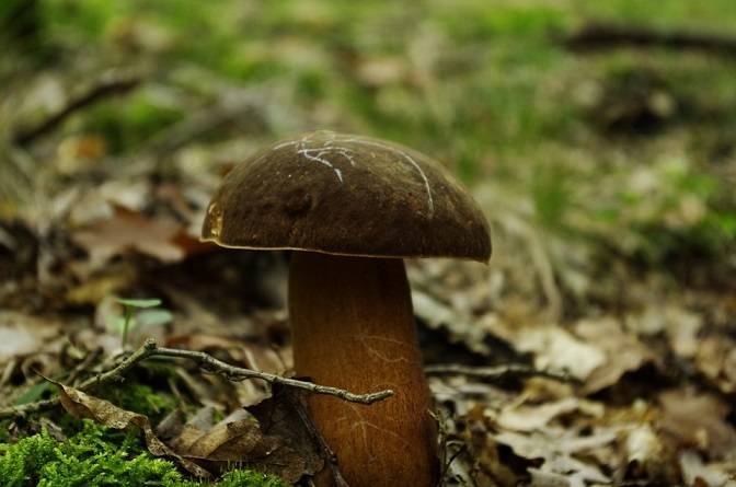Чем поход в лес за грибами иностранца может шокировать русского человека | Русская семерка