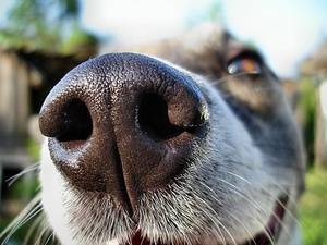 Нейросеть научилась распознавать собак по отпечаткам их носов. РЕН ТВ