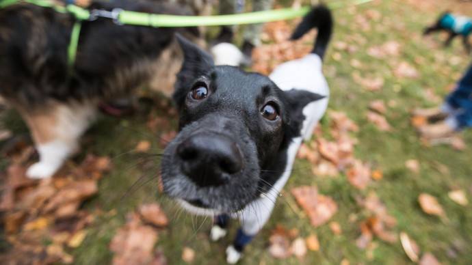 13 московских парков помогут найти дом собакам из приюта