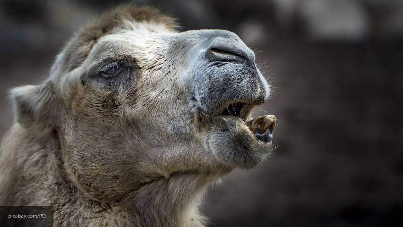 Зоопарк Москвы приобрел двугорбого верблюда в Индонезии