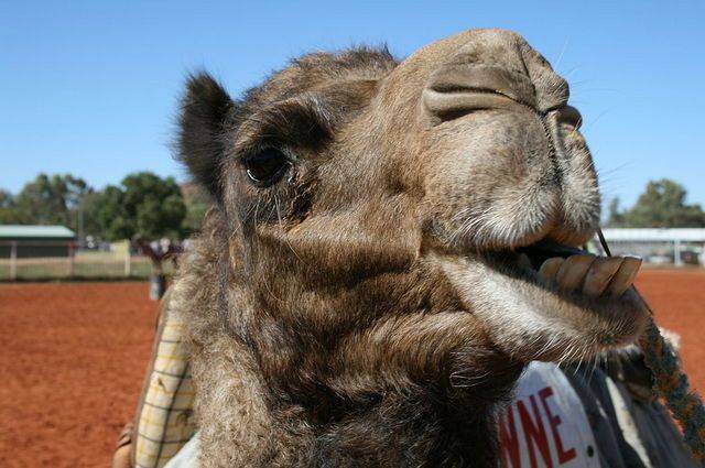 Московский зоопарк купил верблюда из Индонезии