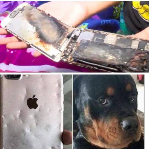 Девочка обманула? Скандал с возгоранием iPhone 6 проверили с помощью укусов собаки