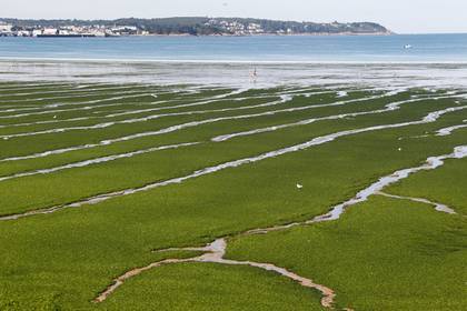 Морская капуста убила двух человек на курорте во Франции