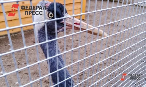 Пластиковые животные отменяются. Путин считает возможным развитие нижегородского зоопарка «Мишутка» | Нижегородская область | ФедералПресс