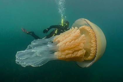 Найдена аномально большая медуза размером с человека