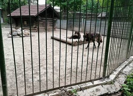 Коллектив «Мишутки» после обращения к&nbsp;Путину получил ответ о&nbsp;перспективах зоопарка