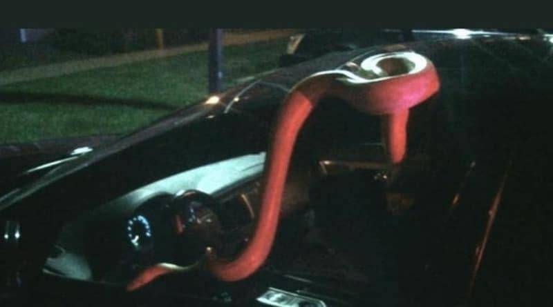В Денвере из машины с пьяным водителем выскользнула 4,5-метровая змея (фото)