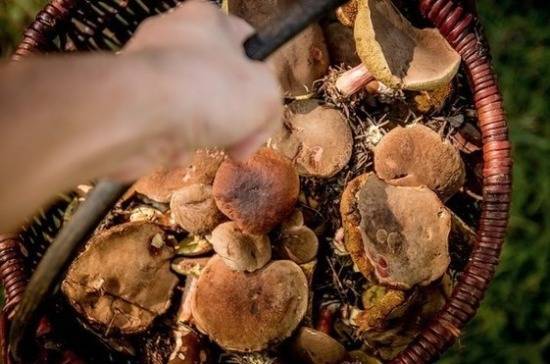 Эксперт рассказал о свойствах самого дорогого в мире гриба