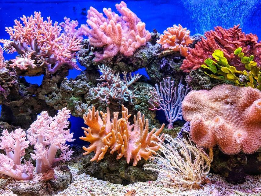 Жара в центральной части Индийского океана уничтожила около 70% кораллов