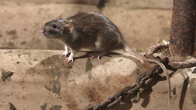 "Крыса выпрыгнула из стиральной машины": грызуны оккупировали целый район Ришон ле-Циона