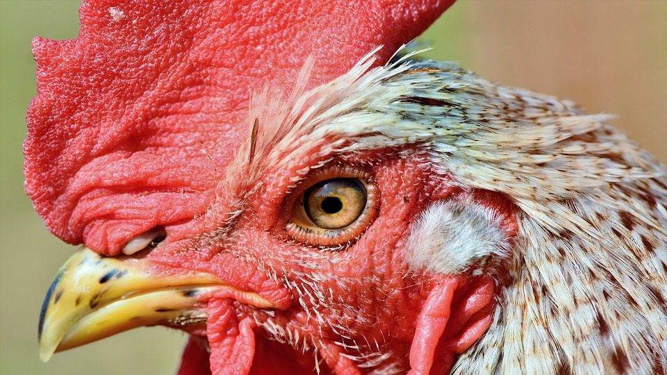 По решению суда приостановлена деятельность птицефабрики в Шацком районе | РИА «7 новостей»