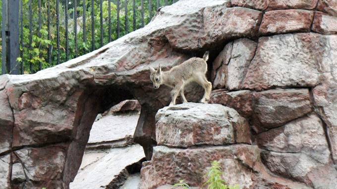 В Московском зоопарке впервые родился ягненок редкого голубого барана
