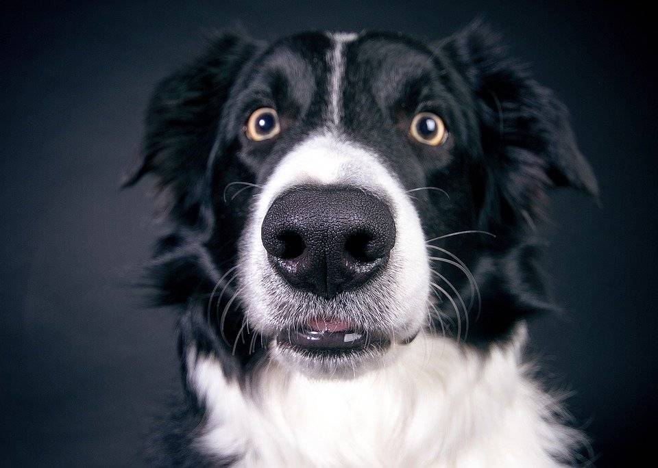 Китайские программисты научили нейросеть распознавать собак по отпечатку носа