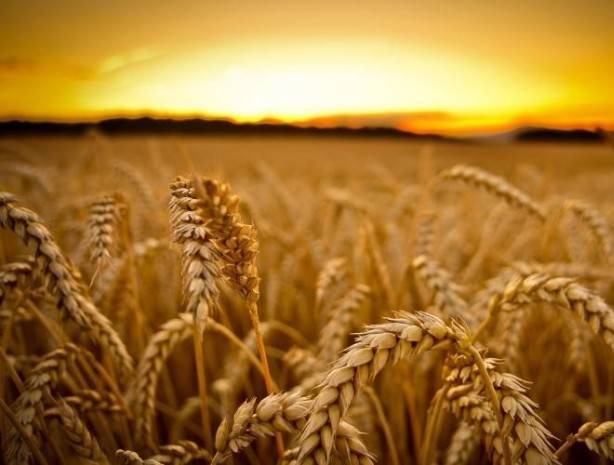 Россия - мировой лидер по экспорту пшеницы