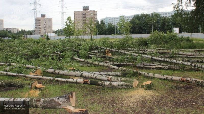 Беглов прокомментировал ситуацию с вырубкой деревьев в Муринском парке