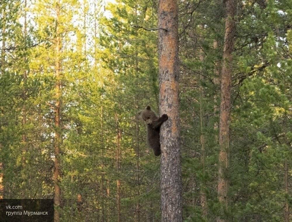 Приморские ученые случайно сняли на видео падающего с дерева медвежонка