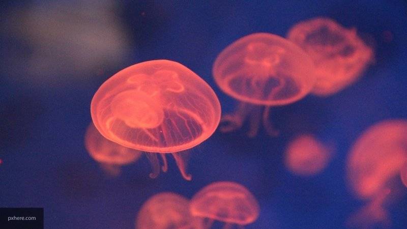 Дайверы из Великобритании засняли медузу размером с человека