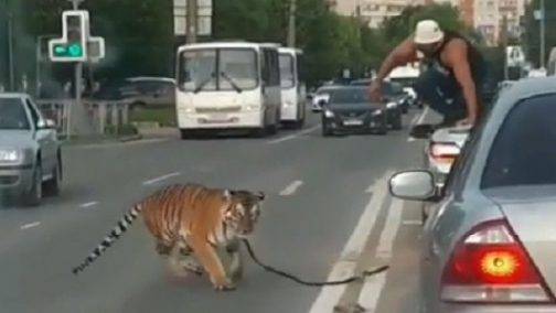 В Иванове тигр сбежал от дрессировщика в центре города | РИА «7 новостей»