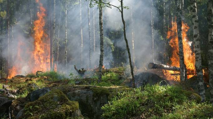 МЧС: на Чукотке горят 14 гектаров леса