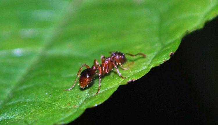 Итальянские ученые призвали людей активнее есть кузнечиков и муравьев