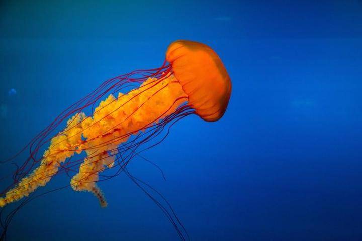 Видео медузы размером с человека появилось в Сети