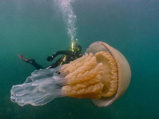 В Британии нашли гигантскую медузу размером с человека