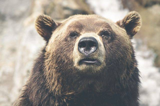 Пожары в Красноярском крае могут выгнать медведей к населенным пунктам