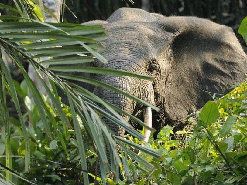 Голодные слоны способствуют росту деревьев в тропических лесах