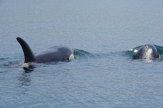Еще трех косаток из «китовой тюрьмы» выпустили на свободу