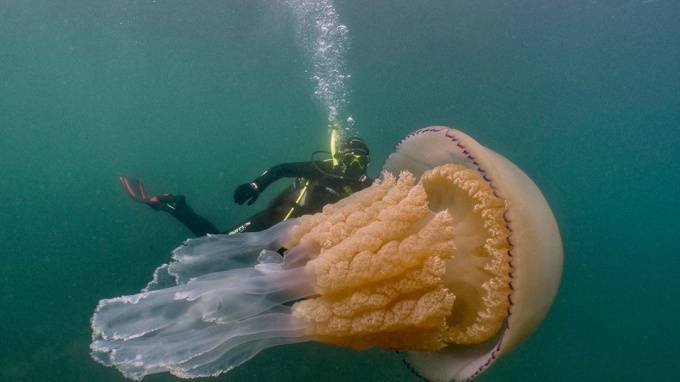 У берегов Англии дайверы сделали снимок медузы размером с человека