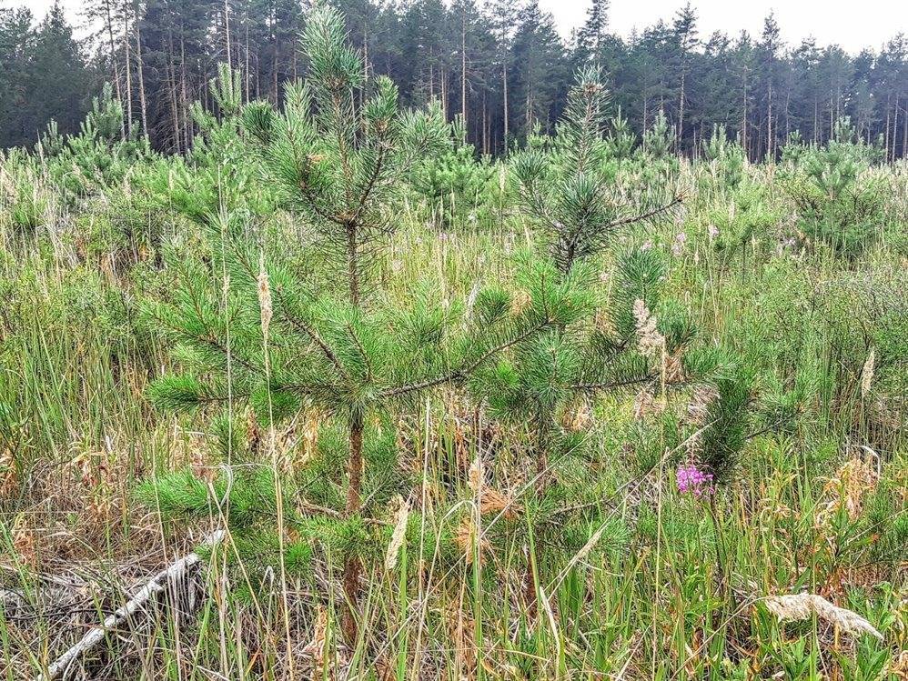 В Ульяновской области в 2019 году восстановили уже более полутора тысяч гектаров леса