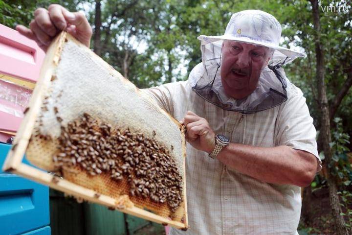 Генпрокуратуру попросили разобраться в причине массовой гибели пчел