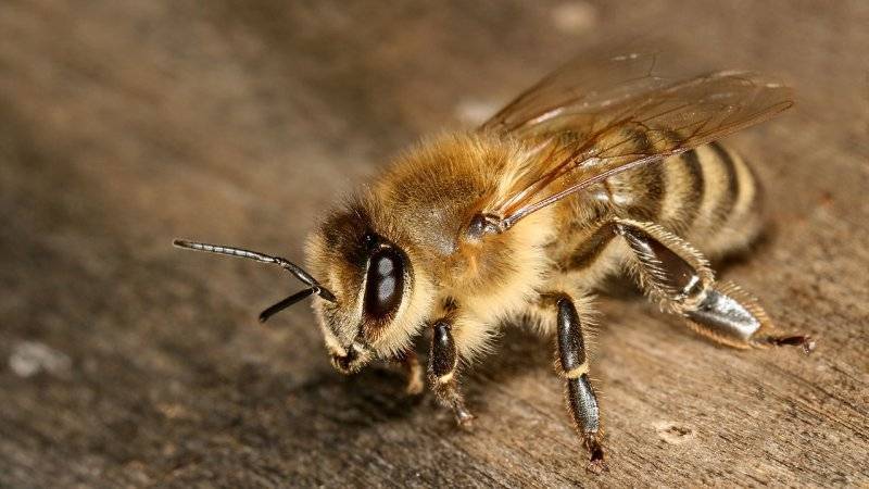 Думский комитет по природным ресурсам обратится в ГП насчет гибели пчел
