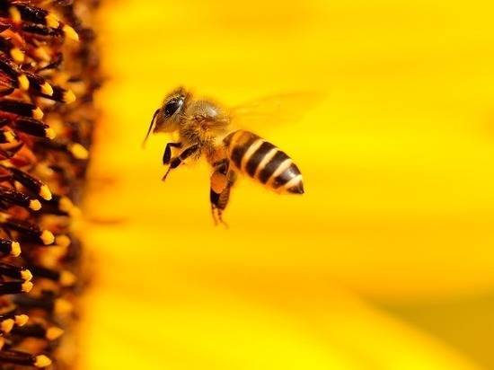 Экономика России потеряла триллион рублей из-за массовой гибели пчел