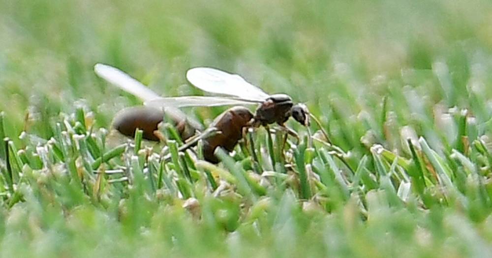 В нашествии летающих муравьев на Москву нашли плюсы
