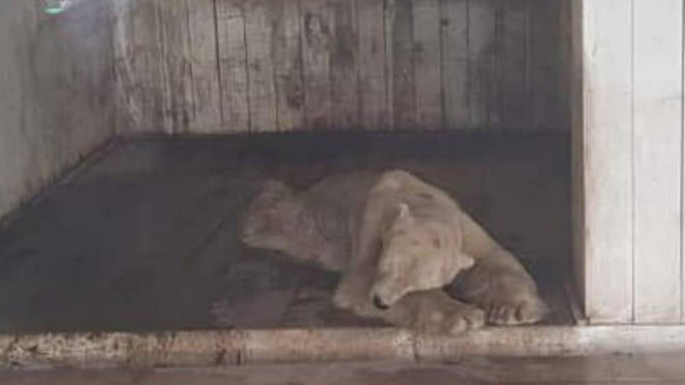 "Сердце разрывается": состояние белого медведя из зоопарка обеспокоило алматинцев (фото, видео)