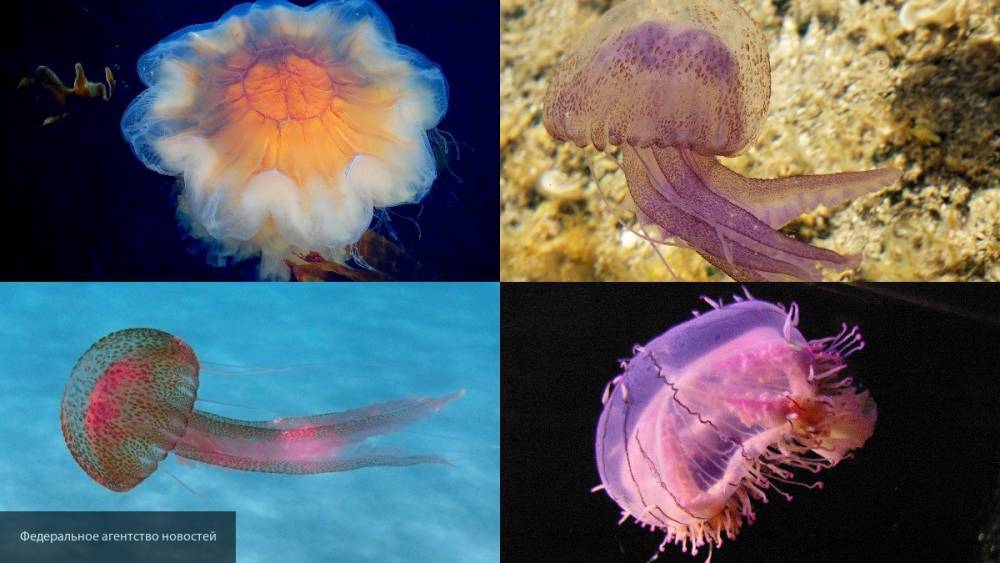 Фото медузы размером с человеческий рост обнародовано в Сети