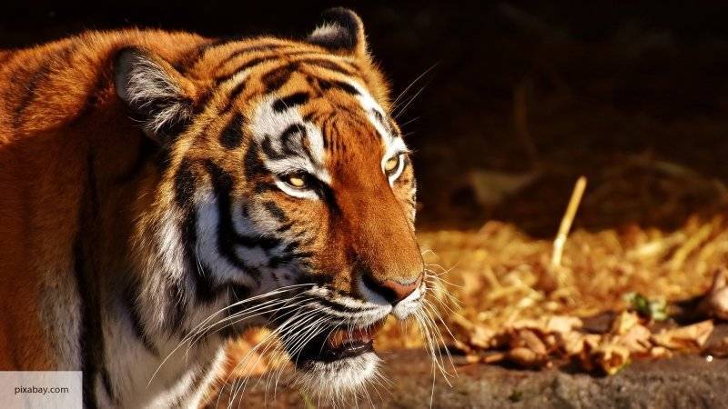 Полиция Иваново расследует дорожный инцидент с тигром